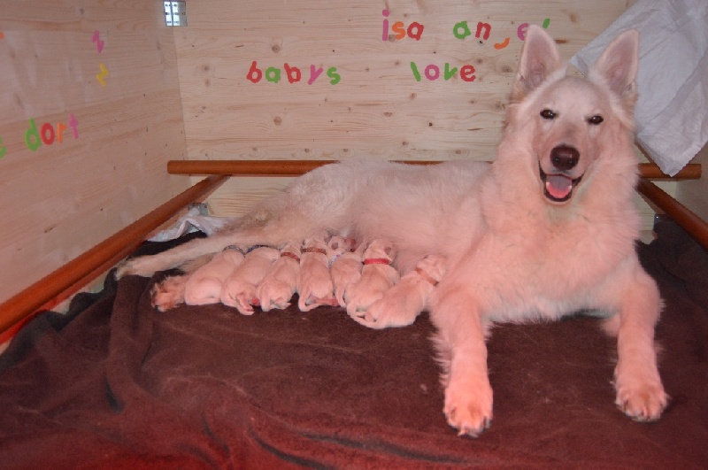 Du Baiser De Louve - Berger Blanc Suisse - Portée née le 11/03/2016